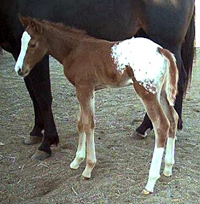 Belle and her new colt