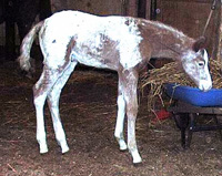 Rosie checks a wheel barrow