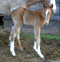 Puzzle and momma, Chance