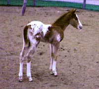 Sahara's handsome colt