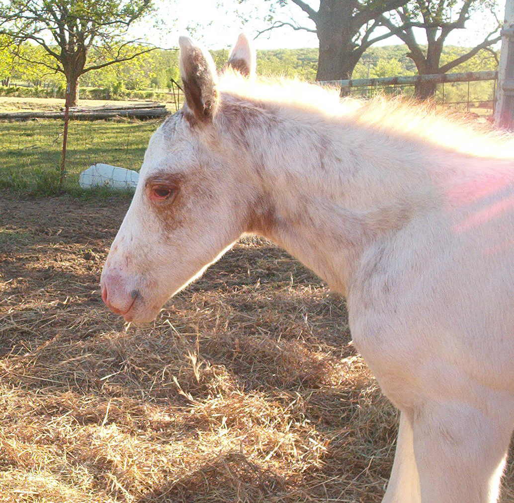 Caspar, our little ghost