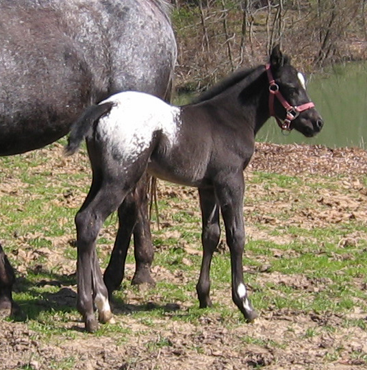 appaloosa horse club. Sooner Appaloosa Horse Club