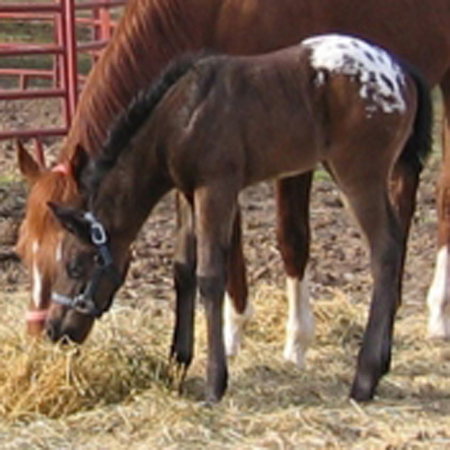 appaloosa horse club. Sooner Appaloosa Horse Club