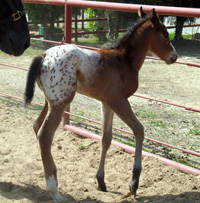The Miracle Chip Filly