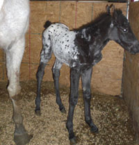 Wap Rah Cheer's FIRST foal