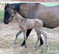 Java with mom, Banjo, who crossed Rainbow Bridge on March 31st, 2008