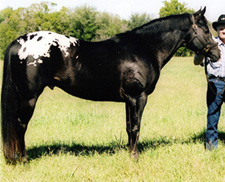 Black Appaloosa Stallion