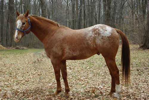 WF Crown Prince - March, 2009