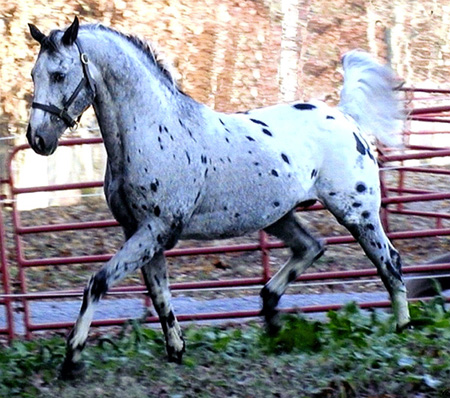 Forty One JJ at 16 years old