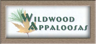 Wildwood Appaloosas