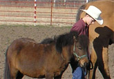 Nick Dziewa checks the stance of his mini mare