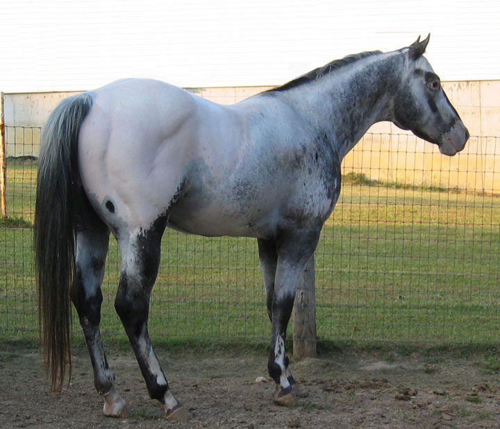 appaloosa horse club. Sooner Appaloosa Horse Club