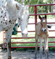 Purdy & Momma, Manda