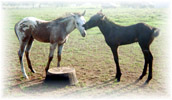 Dillon and Ellee - 2004 ApHC Colt and Filly