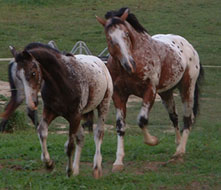 Star Tracer and his foal