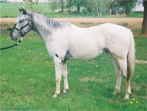 Topatchy Silver Tips